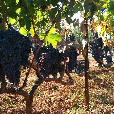 Vineyard Country House With Panoramic Seaview Alexandrópolis Exterior foto